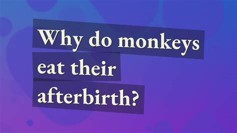 Do monkeys sell bananas Do monkeys eat apples If you give a monkey an apple it will most likely eat it. . Why do monkeys eat their sperm